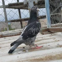 ماده وارداتی معاوطه با الابغاز