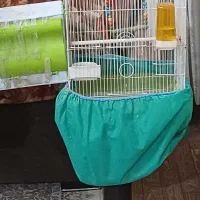 طوطی برزیلی تخم گذار|پرنده|بهار, |دیوار