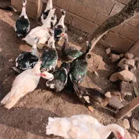 اردک|حیوانات مزرعه|لیسار, |دیوار