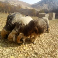 حیوان|حیوانات مزرعه|صمصامی, |دیوار