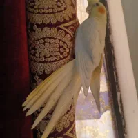 دوجفت عروس هلندی زردجوان سالم|پرنده|شوش, |دیوار