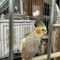 عروس هلندی|پرنده|کرج, شهرک بنفشه|دیوار