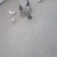 کبوتر|پرنده|قم, شهر قائم|دیوار