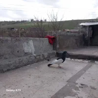 کبوتر نر یهودی