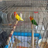 پرنده ،کوتوله برزیلی