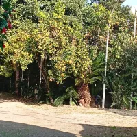 فروش میوه مستقیم از باغ|عمدهفروشی|محمودآباد, |دیوار