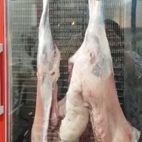 فروش گوشت گرم بره وگوسفندی