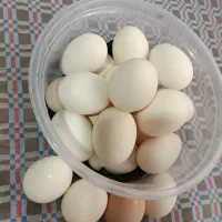 تخم مرغ گلین لر