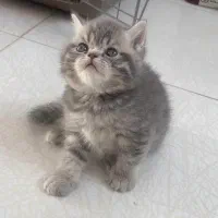 بریتیش های زیبا|گربه|تهران, جنت‌آباد مرکزی|دیوار