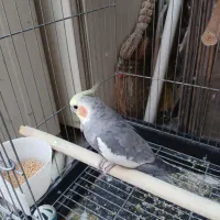 عروس هلندی