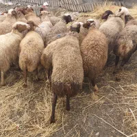 تعداد۱۹راس میش ابستن ،مالچه ،برای داشت|حیوانات مزرعه|سنندج, |دیوار