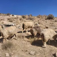 شیشک و میش|حیوانات مزرعه|شیراز, احمدآباد|دیوار