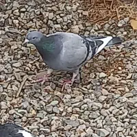 کبوتر پلاکی مسافتی ماده