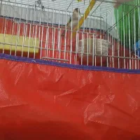 سهره ماده کارداده پنج تخم... کت بازکن