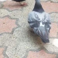 پلاکی ماده مست