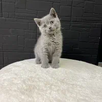 بریتیش بلو همیشه جذاب(عکس اختصاصی)