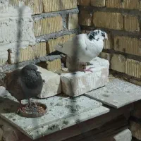 6تا کفتر 1000|پرنده|مرودشت, شهرک مهدیه|دیوار