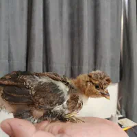 جوجه ی سلطان