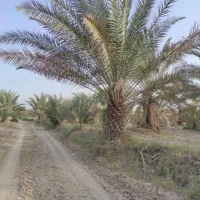 فروش انواع نخل خرما درخت مرکبات|عمده‌فروشی|کاشان, سلطان امیر احمد|دیوار