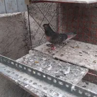 کفتر سرور سنگی و ارشینگل فروشی|پرنده|اسلامشهر, شهرک احمدیه|دیوار