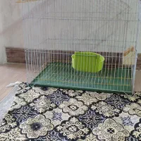 قفس پرنده. عروس هلندی