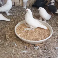 کبوتر زینتی|پرنده|اصفهان, سپاهان‌شهر|دیوار