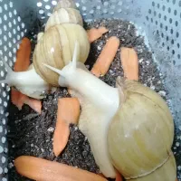 حلزون|خزنده|اسلام‌شهر, صادقیه|دیوار