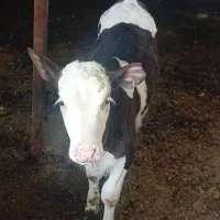 گوساله سیمینتال ماده خوراک خور