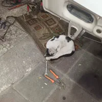 گمشده|گربه|قدس, شهرقدس|دیوار