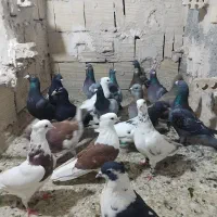 3 دسته کبوتر بوم زدوخوردی