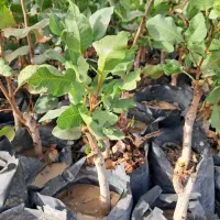 نهال پسته پیوندی دو ساله