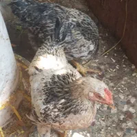 تعدادی خروس لاری ومحلی