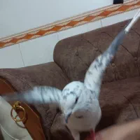 کفتر خوشگلل نژاد قوچی|پرنده|قرچک, میرزائی شمالی|دیوار