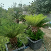 سیکاس|گل و گیاه طبیعی|رامسر, |دیوار