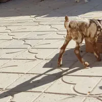 کهره نر گمشده تو خاتونک کوچه 12