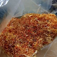 ریشه زعفران امسالی