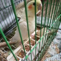 عروس هلندی سرحال نر