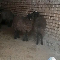 ۴تا بره ماده چاق