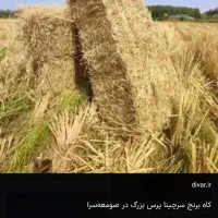 کاه برنج