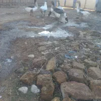 غاز چاق جوان