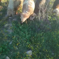 میش بره دار و ابستن