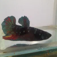 فایتر آواتار