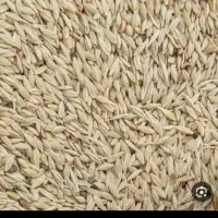 یک تن جو بفروش میرسد