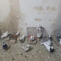 تعدادی کفتر