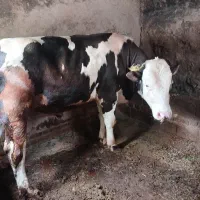 فروش گوساله نر برا کشتار