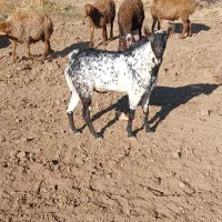 (صلاله) بز نر