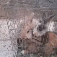 خرگوش لوپ پشمالو|موش و خرگوش|رفسنجان, |دیوار