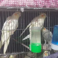 عروس هلندی|پرنده|کرج, کمال‌شهر|دیوار