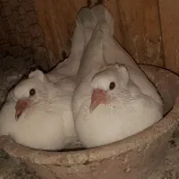 کفتر سفید|پرنده|قم, کاسه گران|دیوار