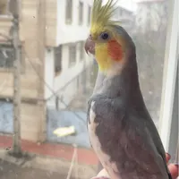یک عدد عروس هلندی گم شده